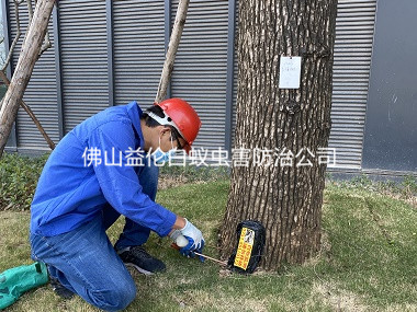 黃岐廠區(qū)樹(shù)木白蟻防治工程