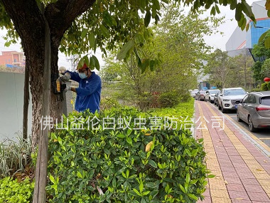 高明區(qū)街道滅治樹(shù)木白蟻