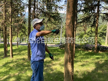 西樵景區(qū)樹木防治白蟻工程